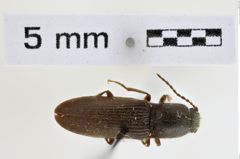 Foto (Dorsalansicht) von Hemicrepidius tumescens (NHMW-ZOO-COL-0008942)